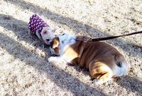 bulldog puppy playing