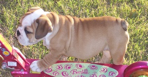 Bailey bulldog on skateboard